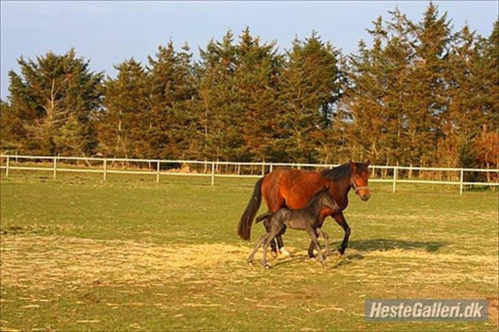 New Forest Calandias Blackjack billede 3