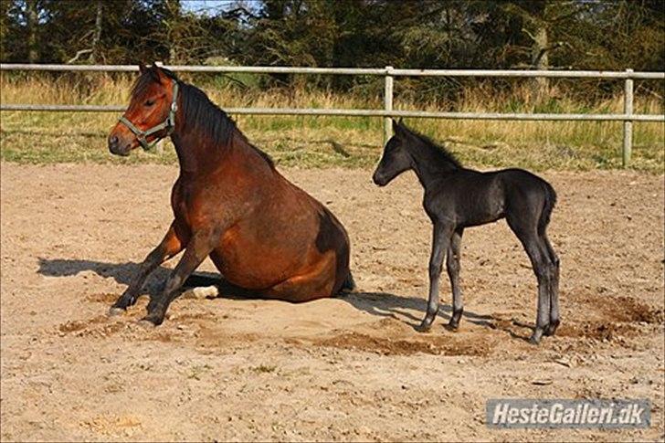 New Forest Calandias Blackjack billede 4