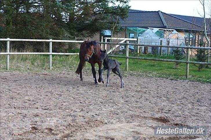 New Forest Calandias Blackjack billede 5