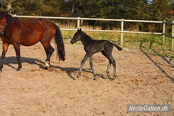 New Forest Calandias Blackjack billede 6