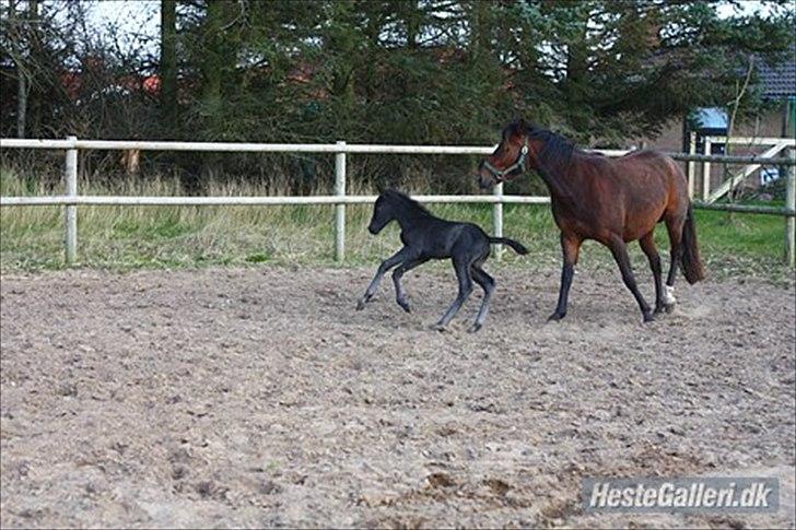 New Forest Calandias Blackjack billede 7