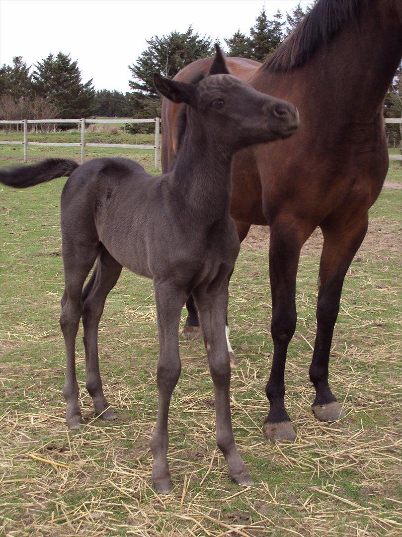 New Forest Calandias Blackjack billede 10