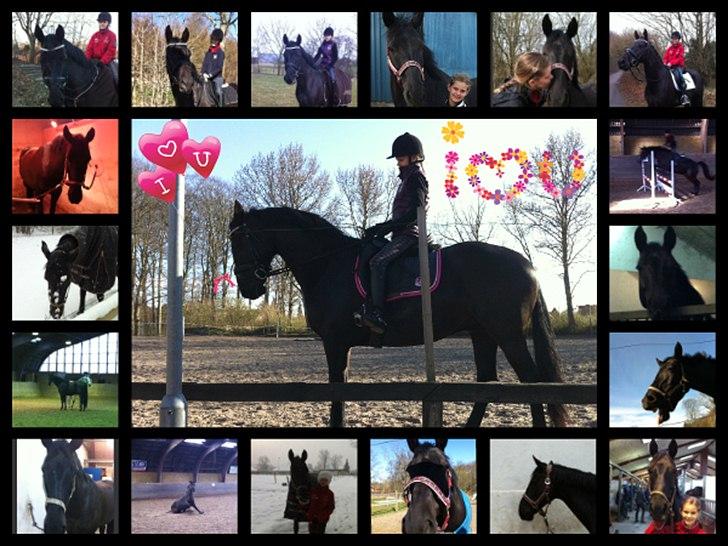 Anden særlig race Iver - Det har jeg lavet til dig, fordi jeg elsker dig så meget min egen søde og smukke Sorte..Alt det vi har haft sammen vil jeg aldrig glemme..Vi er sammen hver dag, selvom jeg kun er din hestepasser er du stadig også lidt min.<3<3<3 billede 9