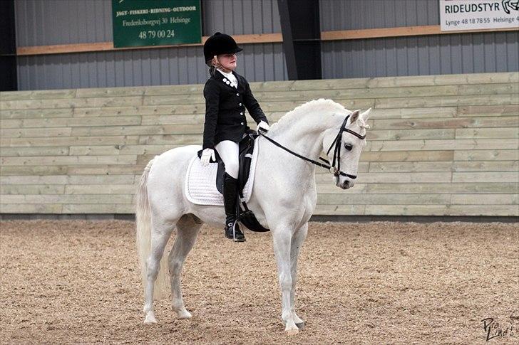 Welsh Pony (sec B) Møllegaards Showman A-Pony " Solgt" - Vores 1. Landsstævne i LA4 billede 4