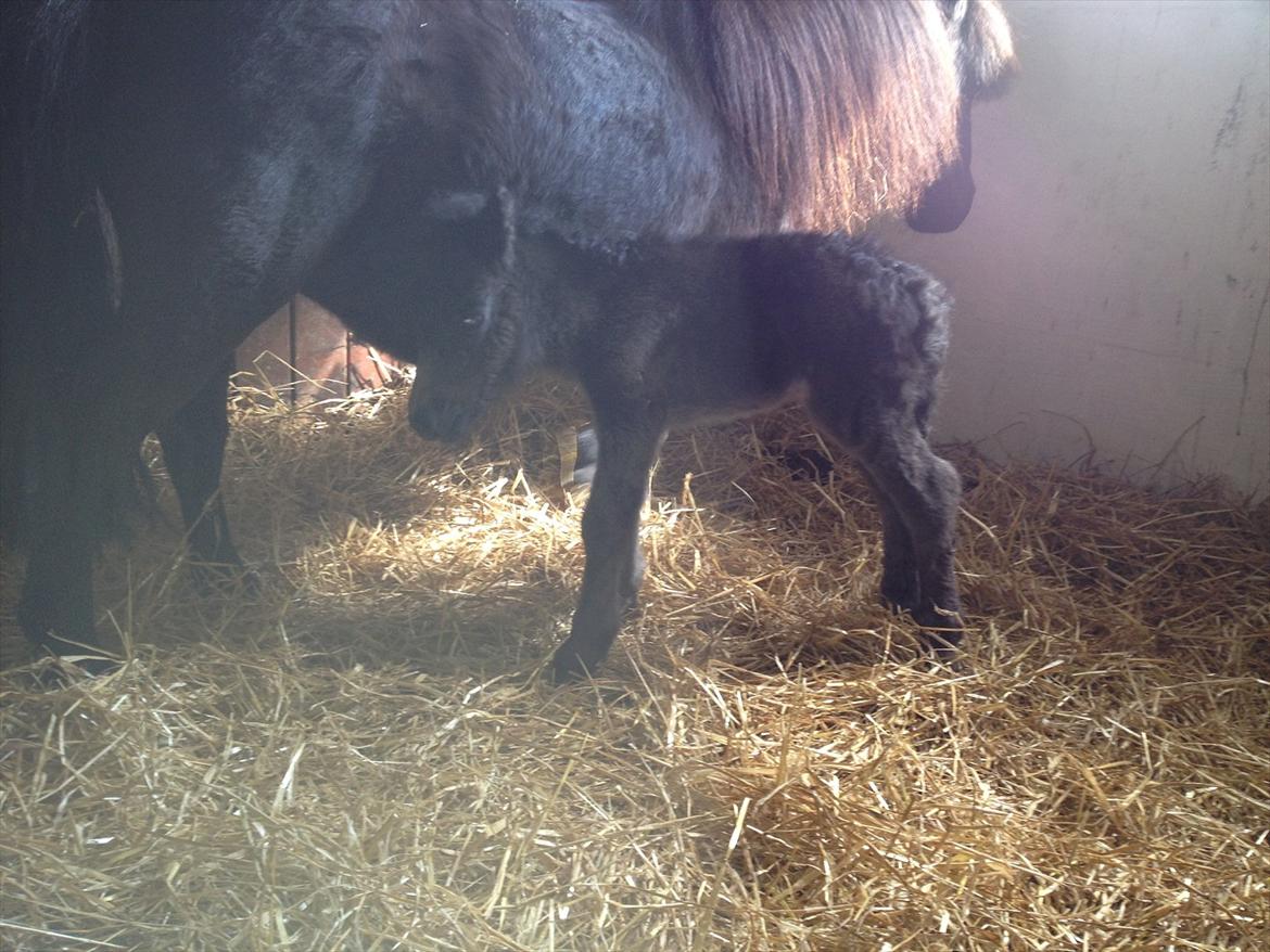 Dansk Miniature † Bjørnsmindes First Lady † billede 3