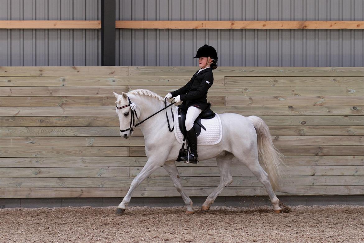Welsh Pony (sec B) Møllegaards Showman A-Pony " Solgt" - 1. Landsstævne billede 2
