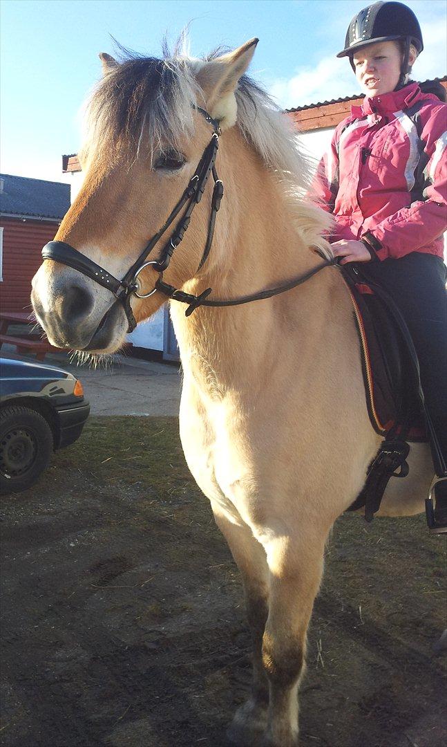 Fjordhest Mini Charlie - - klar til skovtur. <3 billede 9