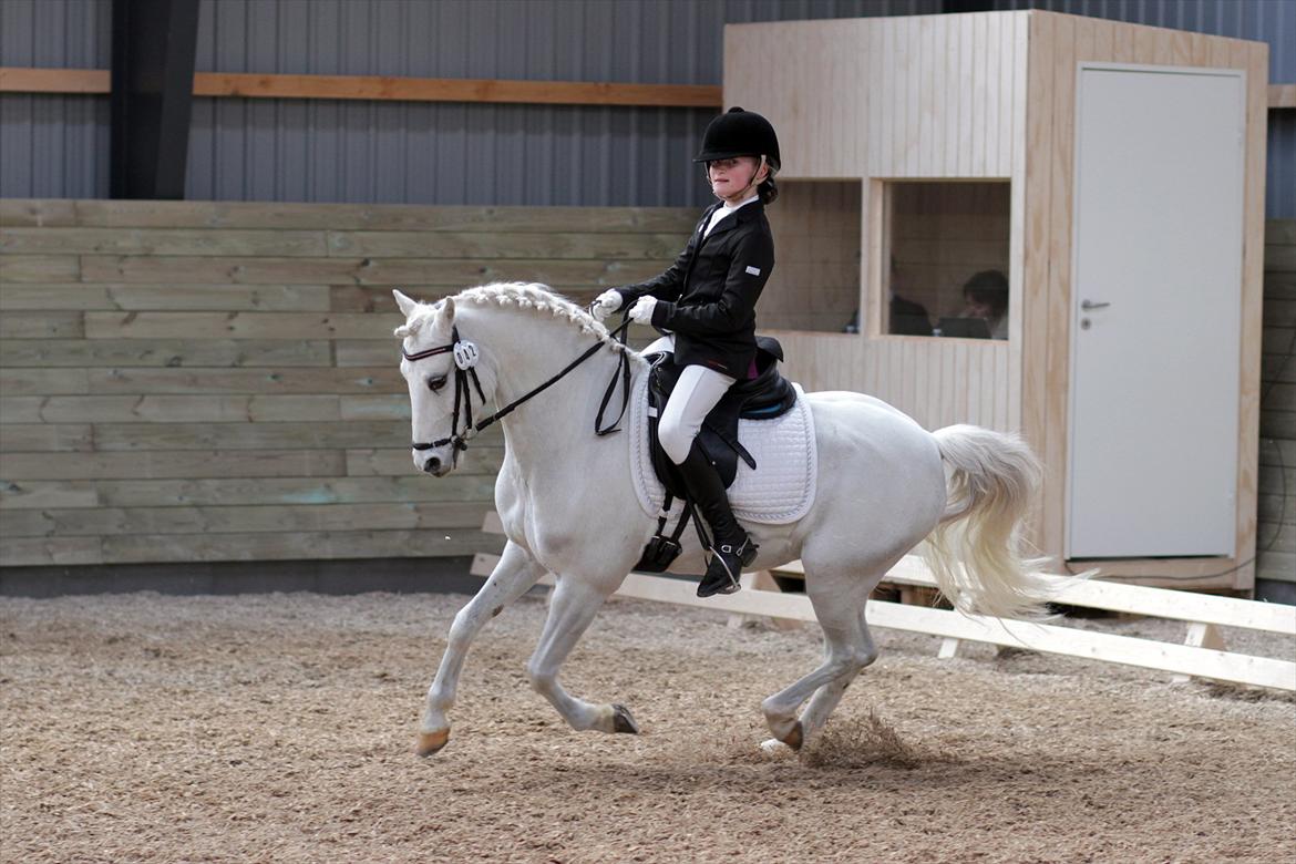 Welsh Pony (sec B) Møllegaards Showman A-Pony " Solgt" - 1. Landsstævne billede 3
