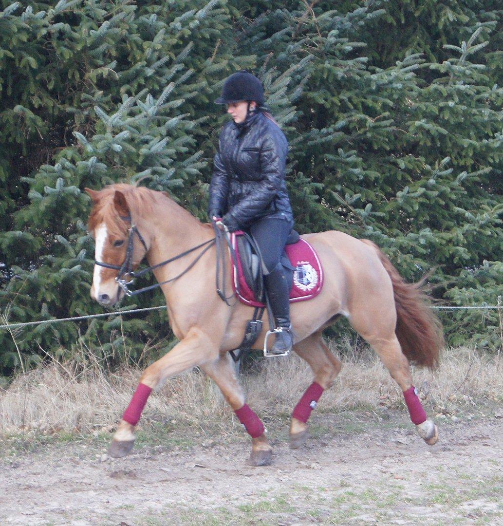 Anden særlig race Ning billede 16