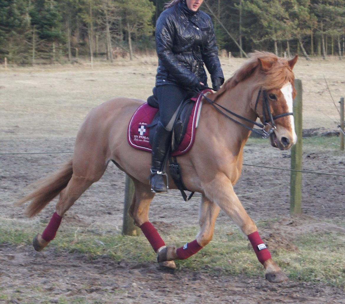 Anden særlig race Ning billede 17