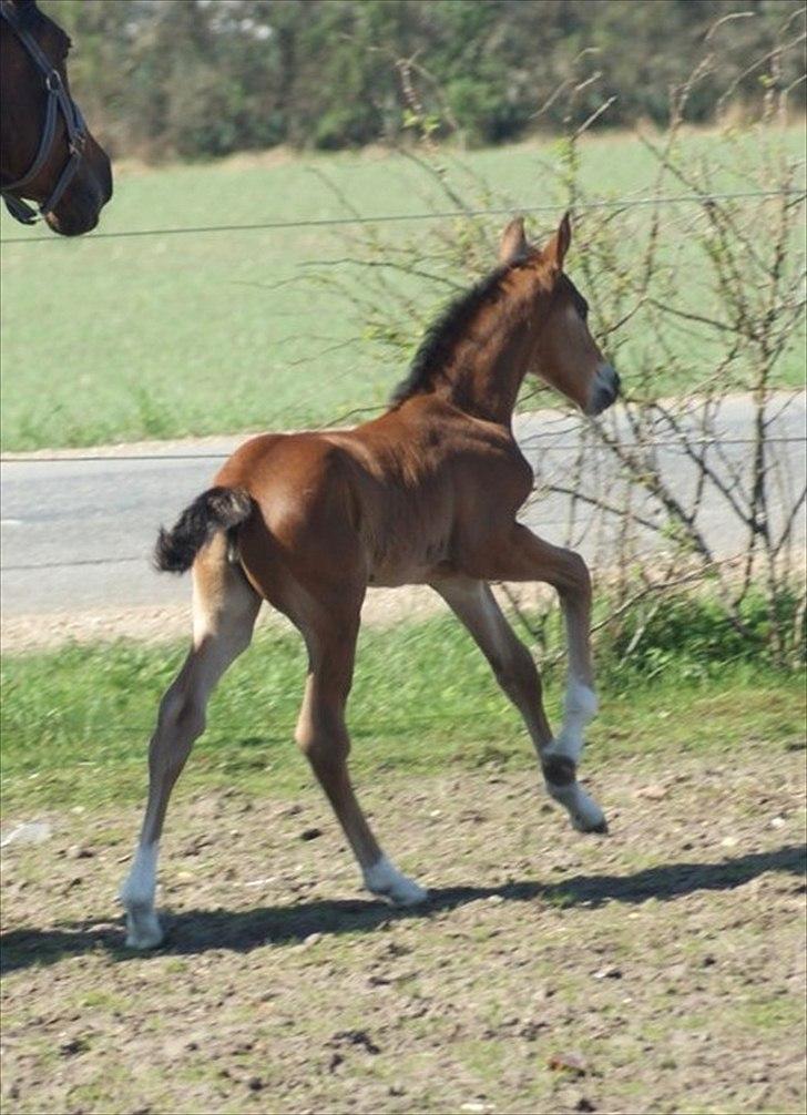 Welsh Partbred (Sec F) Skovsmindes Angelique (Angie) - 30-04-2012 billede 23