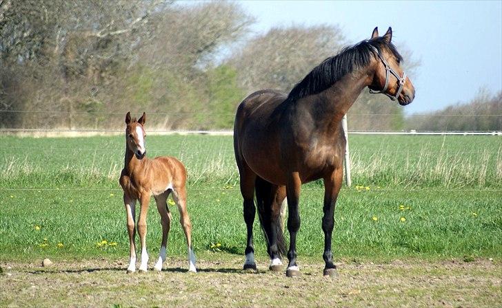 Welsh Partbred (Sec F) Skovsmindes Angelique (Angie) - 30-04-2012 billede 21