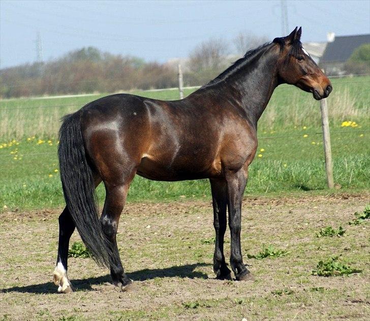 Anden særlig race Chili In Action - 30-04-2012 første dag hjemme fra rideskolen billede 4