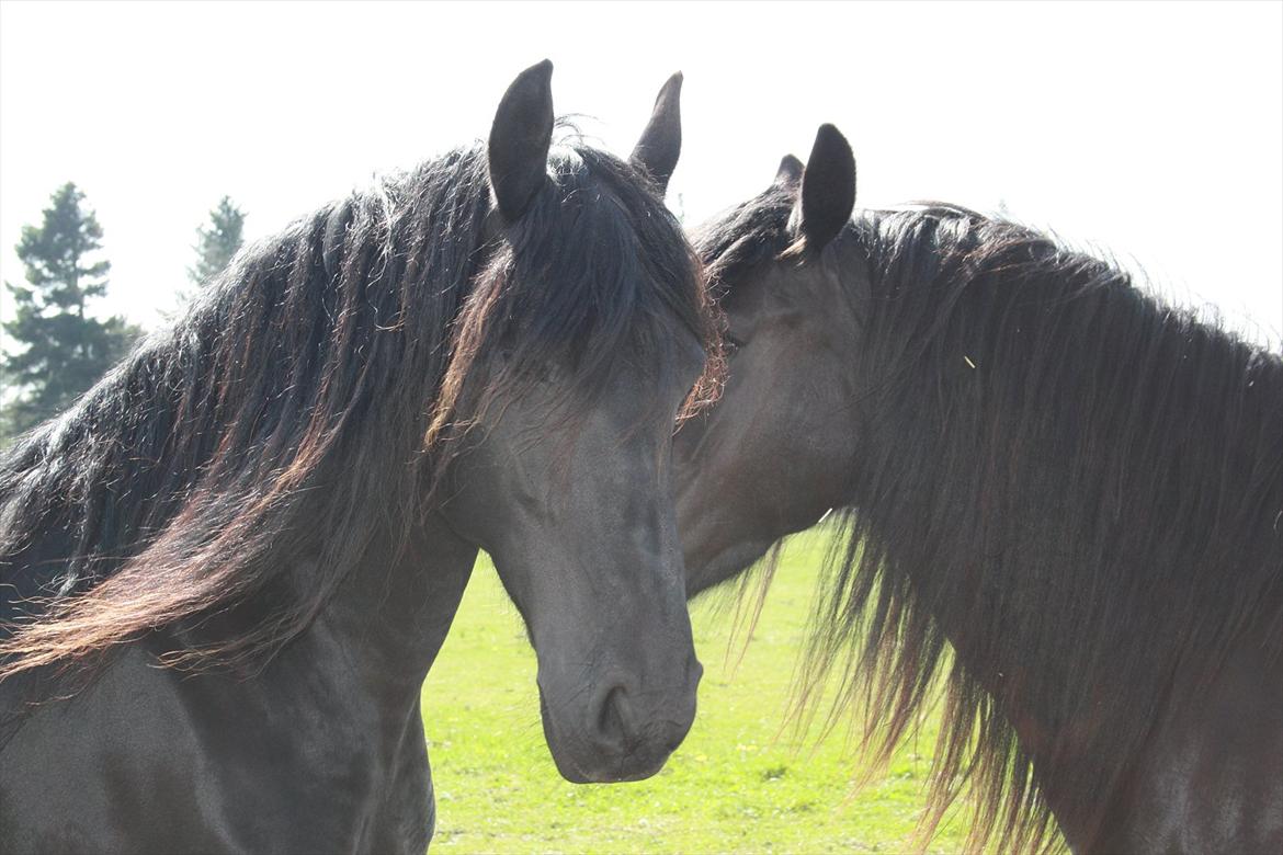 Frieser Joukje W. #SOLGT# billede 12