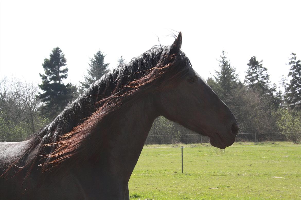 Frieser Joukje W. #SOLGT# - Den smukke billede 13