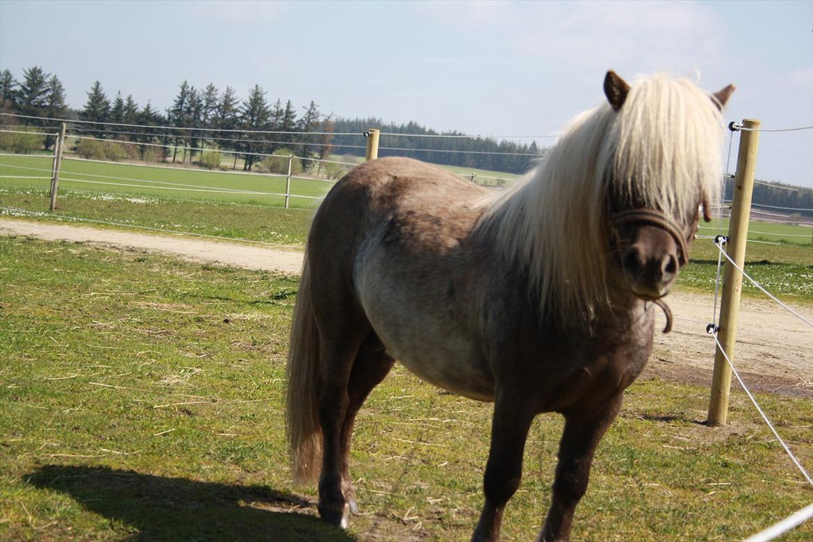 Shetlænder Silver - maj 2012 billede 17