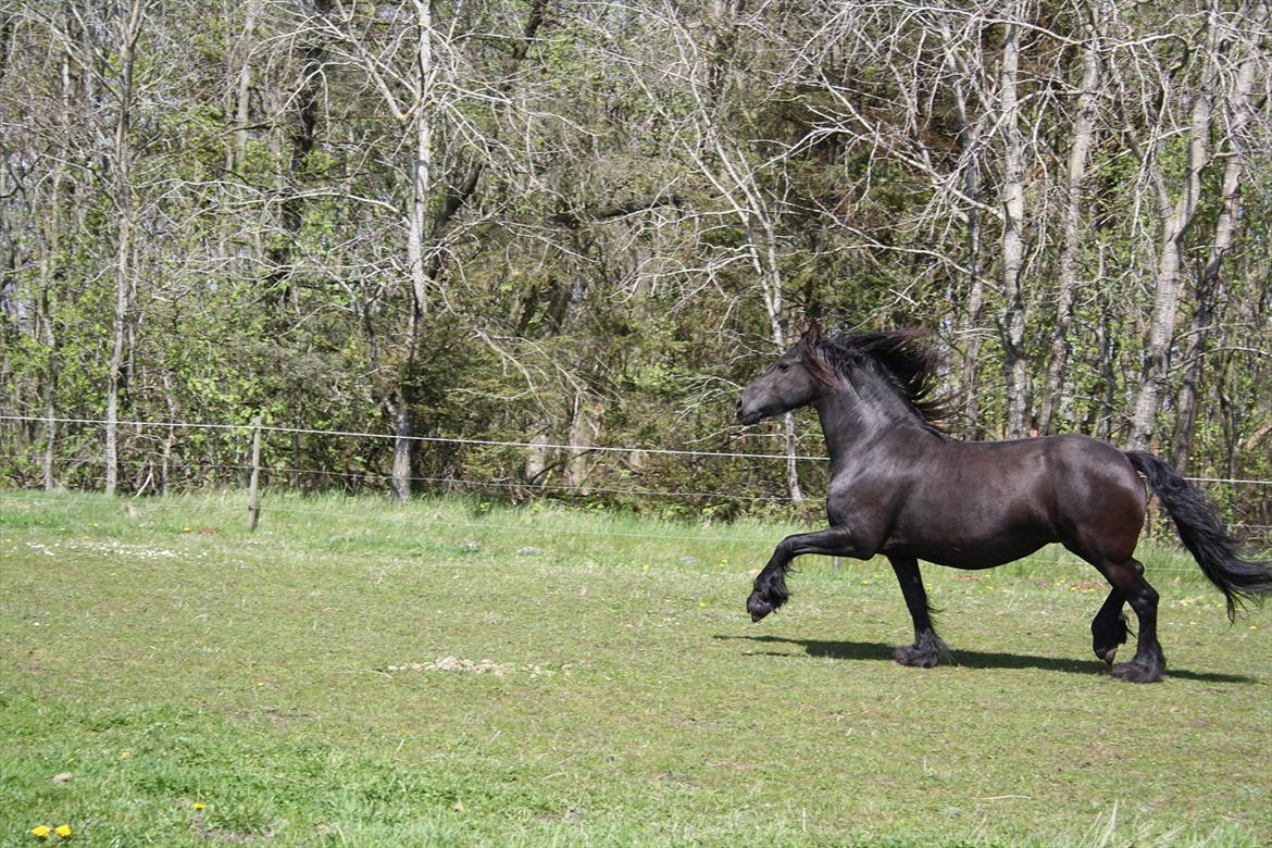 Frieser Ieke Mewaline B. #SOLGT# R.I.P. Mulle billede 19