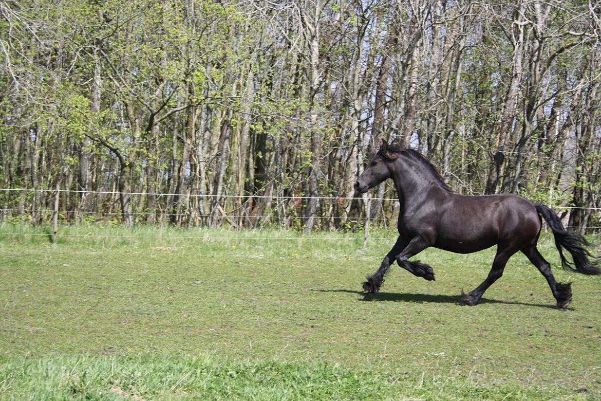 Frieser Ieke Mewaline B. #SOLGT# R.I.P. Mulle - Maj 2012. 20 dage til termin billede 20