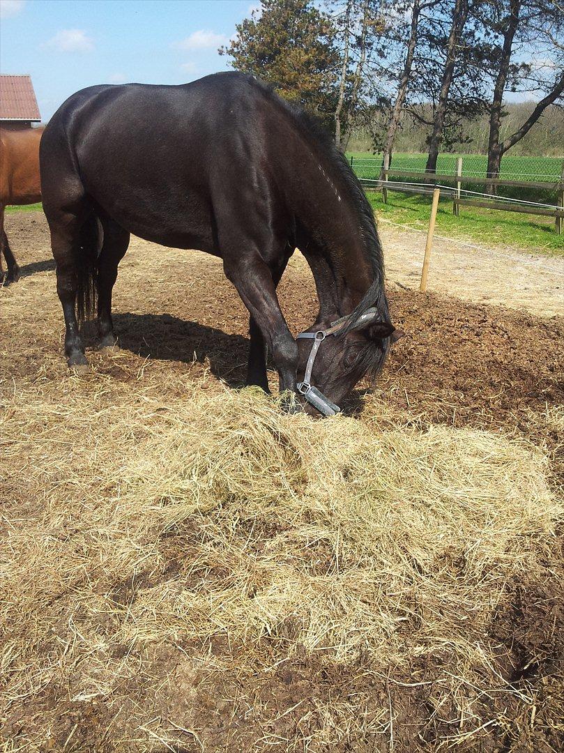 Traver Noir Speed billede 8