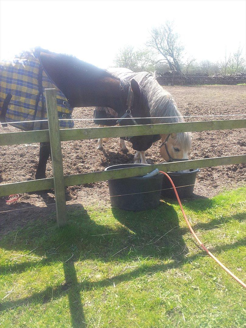 Traver Noir Speed billede 5