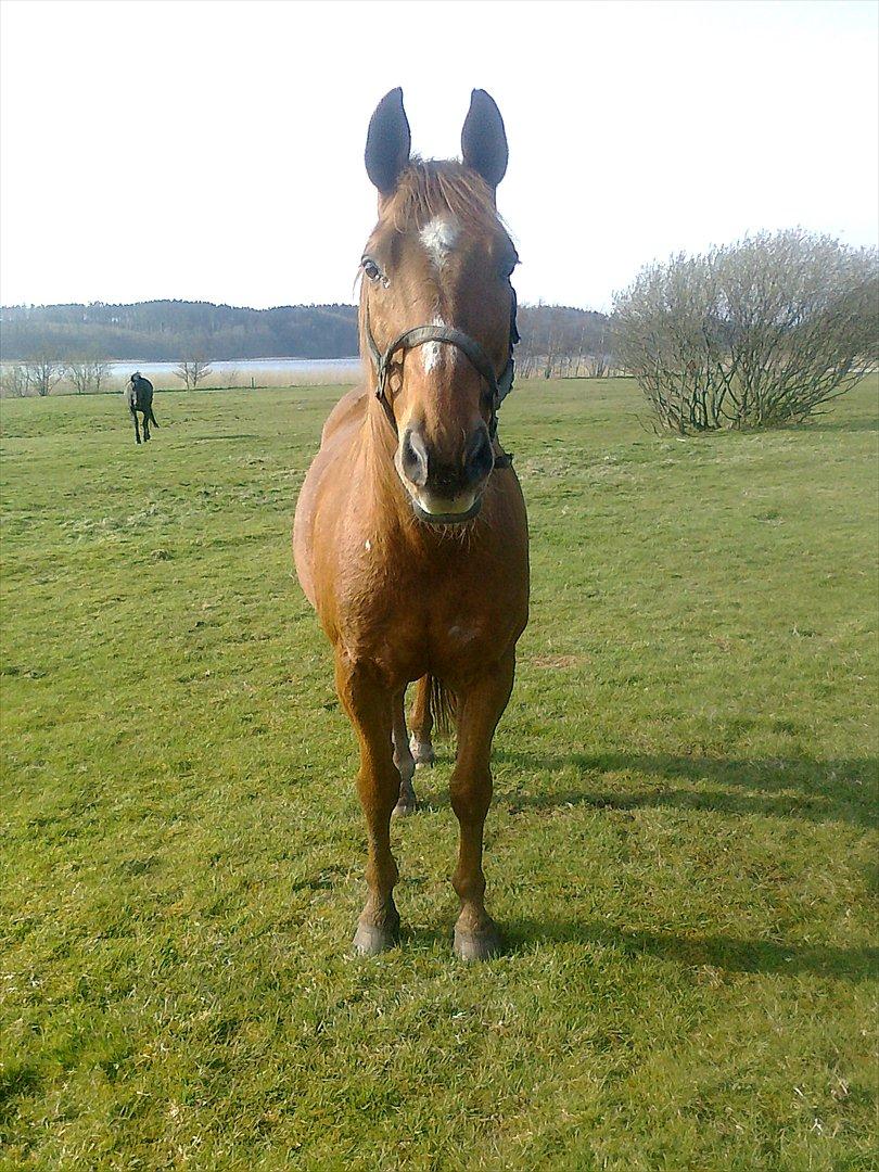 Anden særlig race Chivas [Har redet] - Forår 2012 billede 10