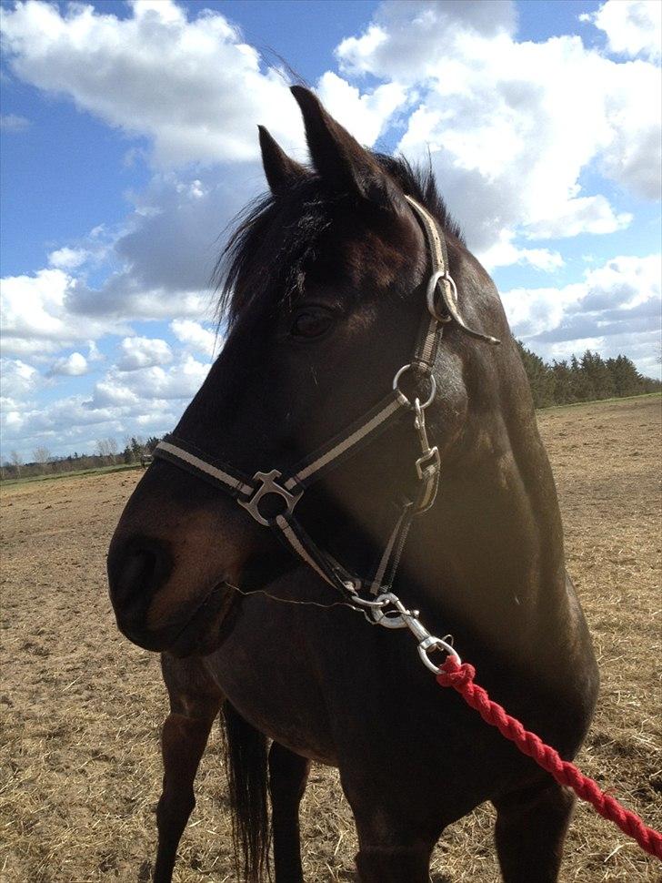 DSP Snorgaardens Mistrael [Rider ikke mere] - Foto: Ida, foråret 2012 billede 5