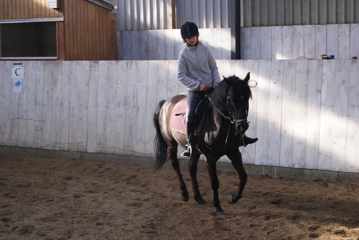 DSP Snorgaardens Mistrael [Rider ikke mere] - Foto: Ida, foråret 2012 billede 11