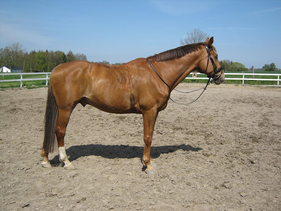 Dansk Varmblod Soks Søgård billede 9