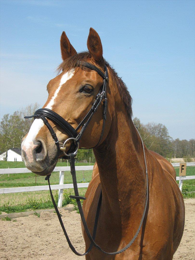 Dansk Varmblod Soks Søgård billede 10