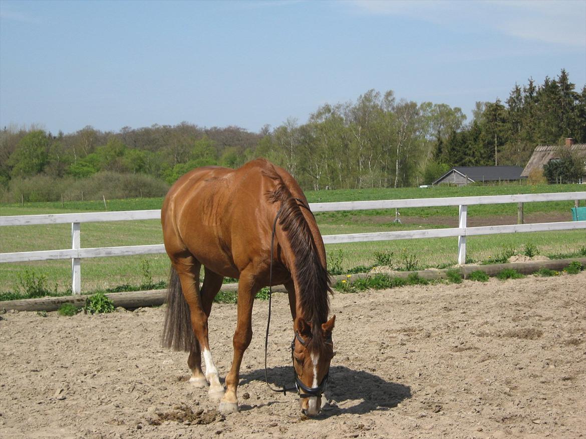 Dansk Varmblod Soks Søgård billede 11
