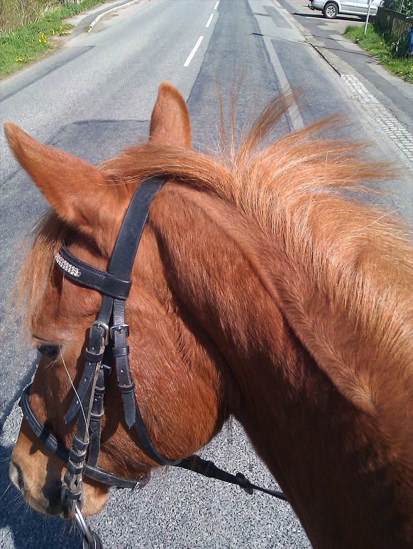 Anden særlig race night lady hele part billede 2