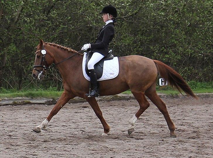 Hollandsk Sportspony Chanell S - Min søde skat, der gør det hun elsker allermest, nemlig fri trav. billede 1