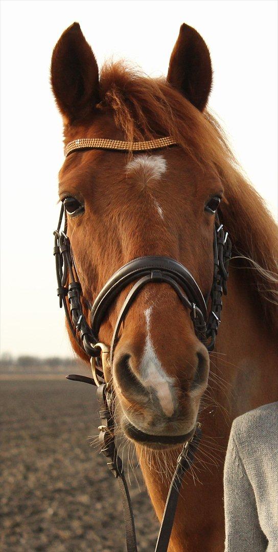 Hollandsk Sportspony Chanell S billede 2