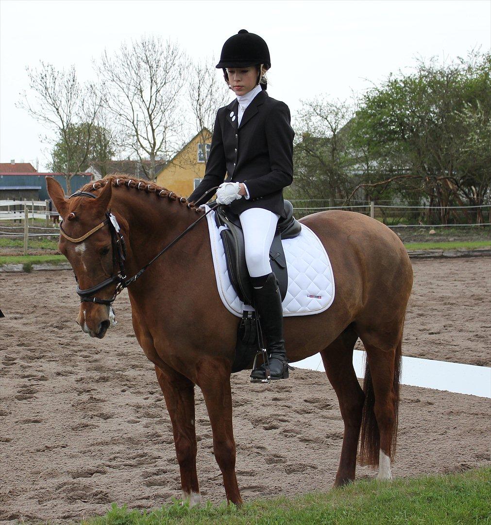 Hollandsk Sportspony Chanell S billede 3