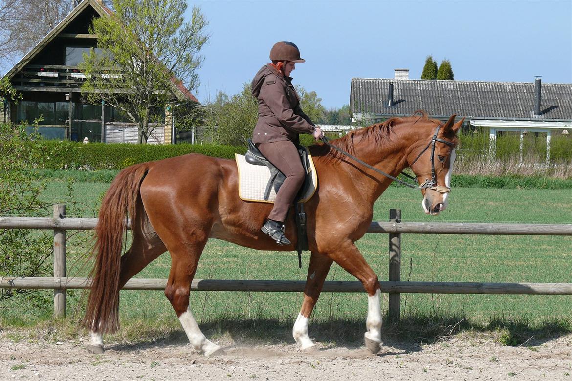 Dansk Varmblod Chilas RIP billede 8