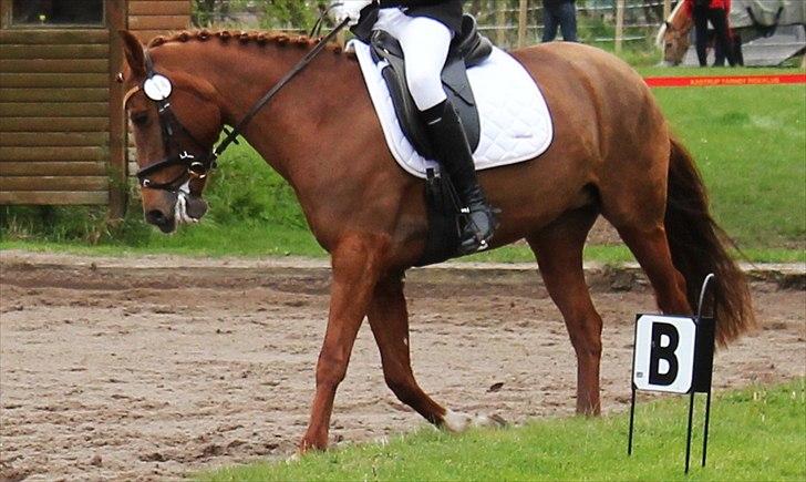 Hollandsk Sportspony Chanell S billede 4