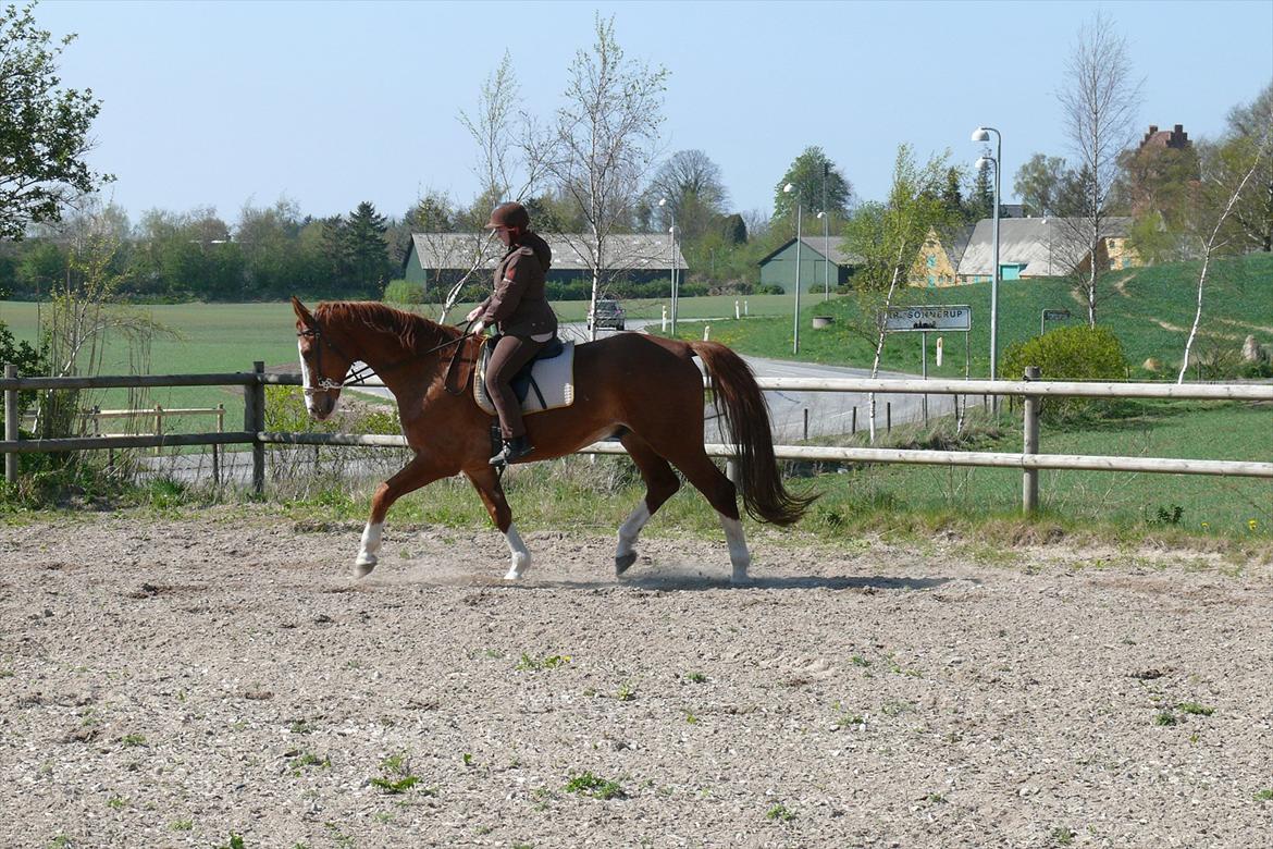 Dansk Varmblod Chilas RIP billede 11