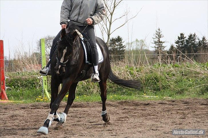 Traver Ikaros Herve - R.I.P - Camilla ridelære rider ham (:  billede 15