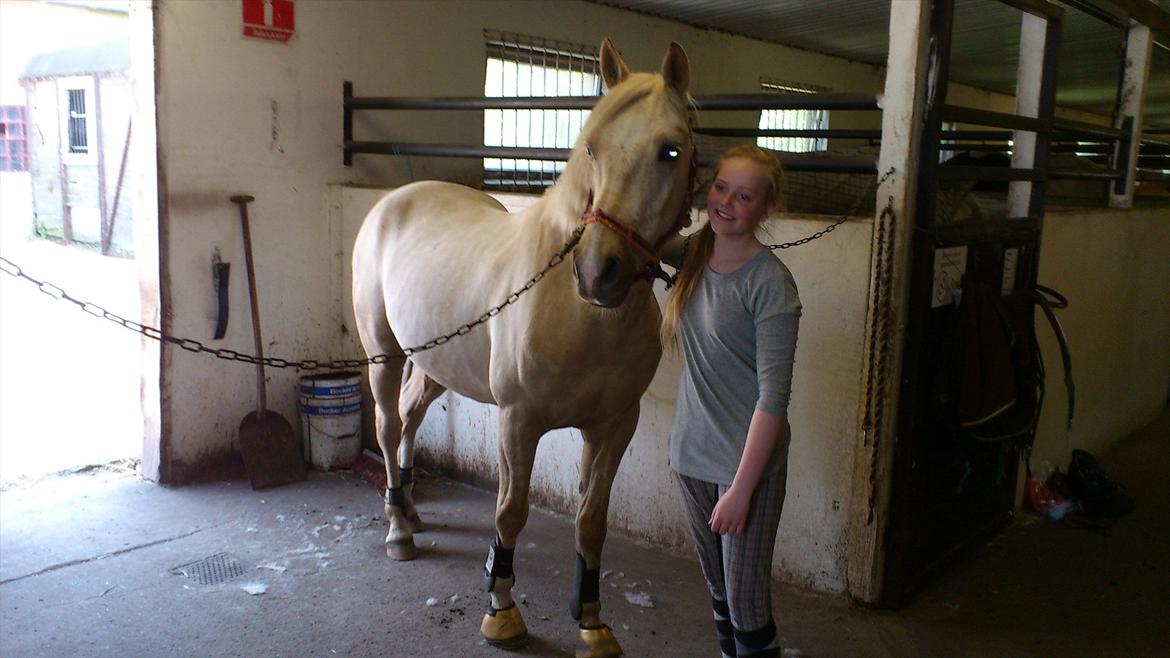 Palomino Fyrstenborgs Golden Hero - Mig og Pony billede 5