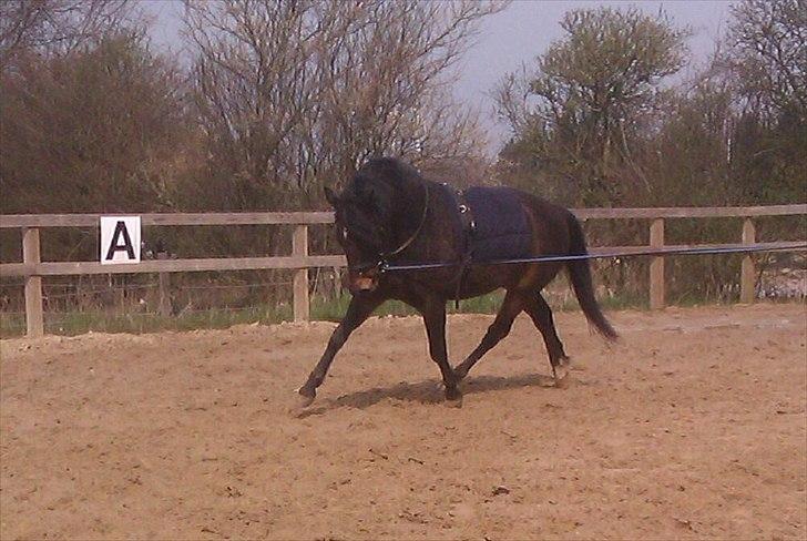 New Forest Horsemosens Prince Hamlet - Såå dejlig i longe!<3 billede 7