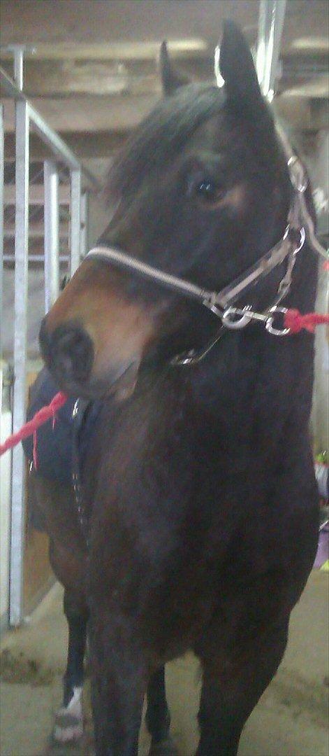 New Forest Horsemosens Prince Hamlet - På staldgangen!:-* billede 8