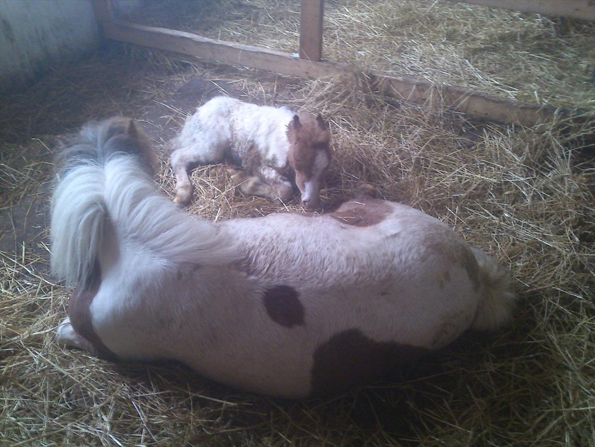 Shetlænder Choco<3 billede 2