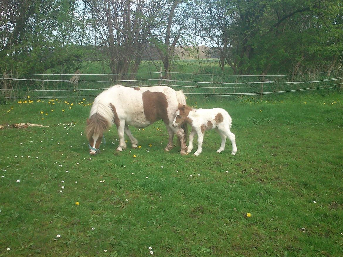 Shetlænder Choco<3 billede 7