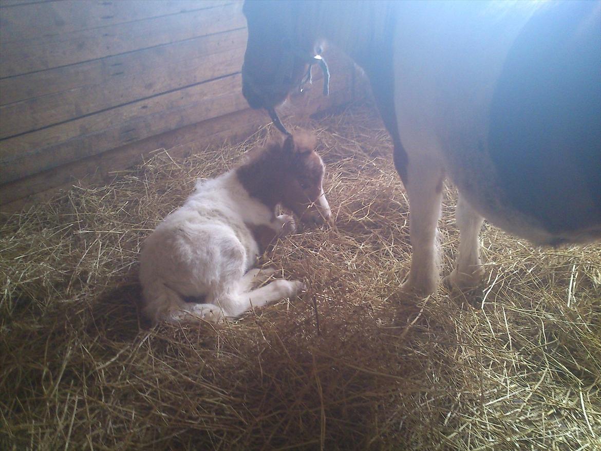 Shetlænder Choco<3 billede 12