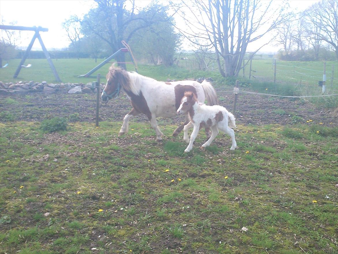 Shetlænder Choco<3 billede 14