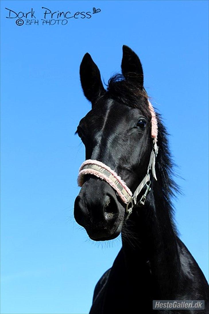 Oldenborg Skovlundegårds Dark Princess - #10 Hovedbillede igen, her er hun ved at være 2 år mener jeg nok. Super smuk billede 14