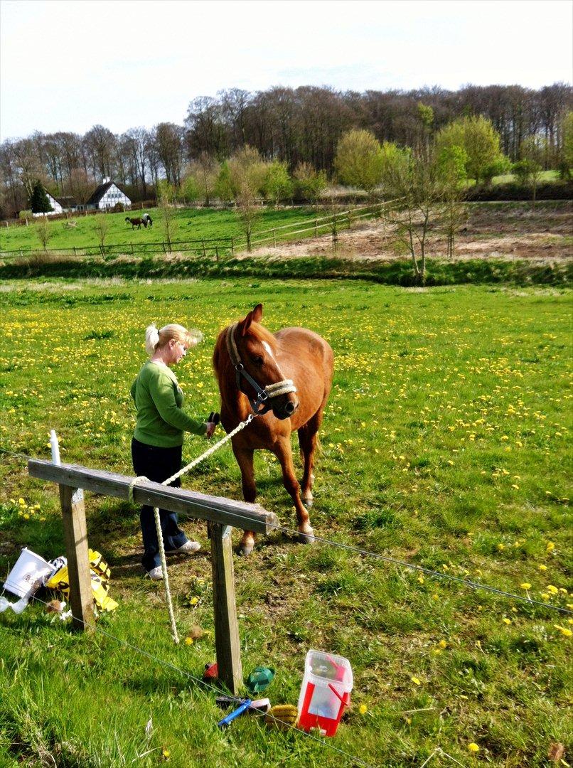 Anden særlig race Amy :i - Min smukke pony :i
-Og min mor.. billede 2
