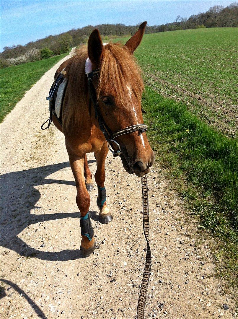 Anden særlig race Amy :i - Amy og jeg på tur :-) billede 4