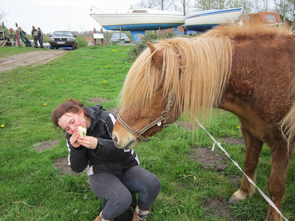 Islænder Ljomi fra Wennersminde - Forhelved hest jeg elsker dig !!!<3 billede 1