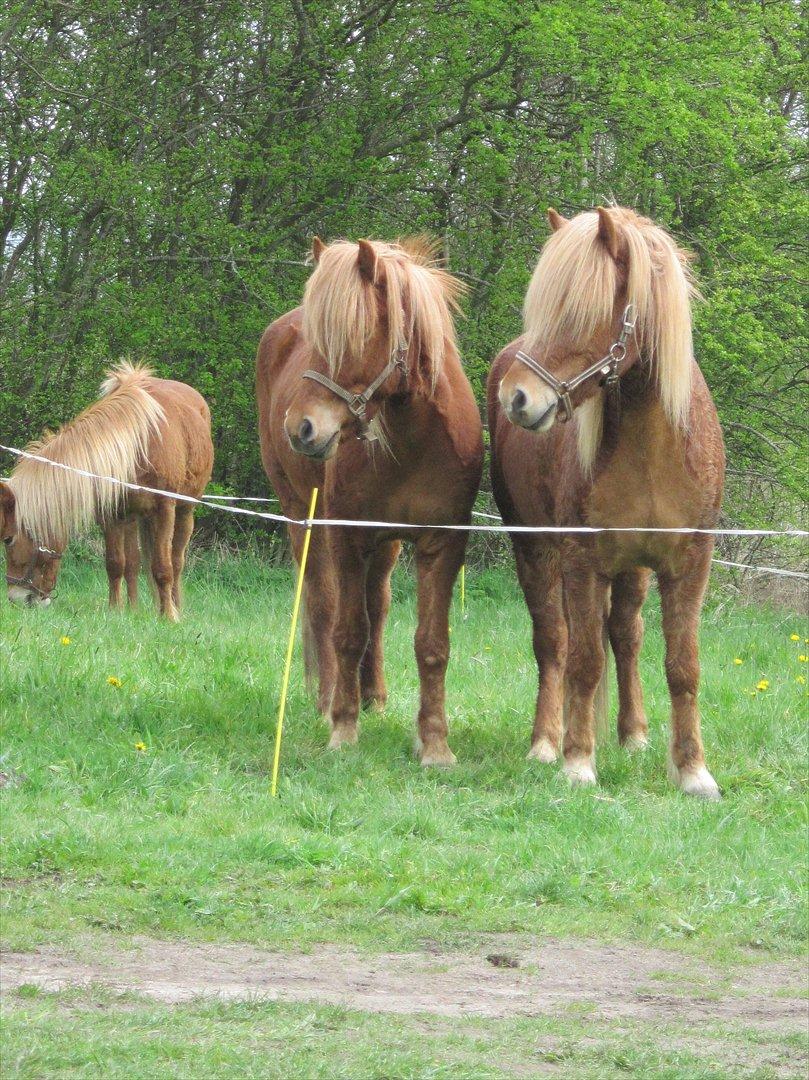 Islænder Ljomi fra Wennersminde billede 11